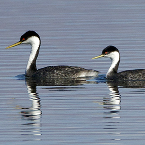 2024 Journal | Arizona Birds