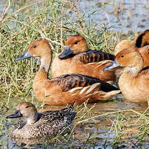 2026 Journal | Arizona Birds